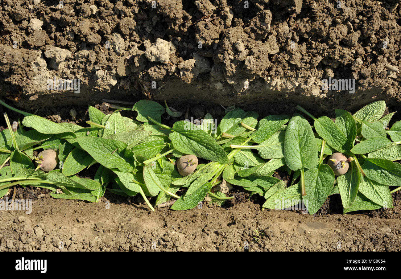 La piantagione chitted Desiree red maincrop tuberi seme di patate in un orto trincea con un letto di foglie di comfrey per fertilizzare le piante. Foto Stock