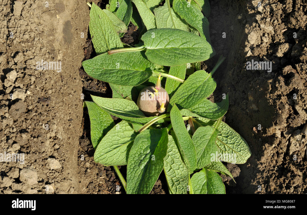 La piantagione chitted Desiree red maincrop tuberi seme di patate in un orto trincea con un letto di foglie di comfrey per fertilizzare le piante. Foto Stock