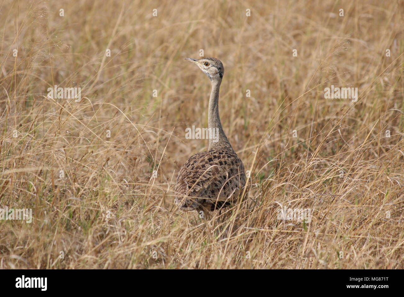 Kori Bustard a piedi attraverso le erbe secche nel cratere Ngorogoro Parco Nazionale Foto Stock