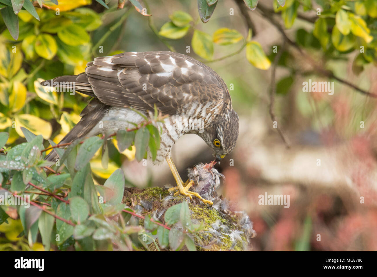 Sparviero, sparviero, Accipiter nisus, spiumatura, mangiando un passero o piccolo uccello su spiumatura post. I capretti, Marzo, Sussex, Regno Unito Foto Stock