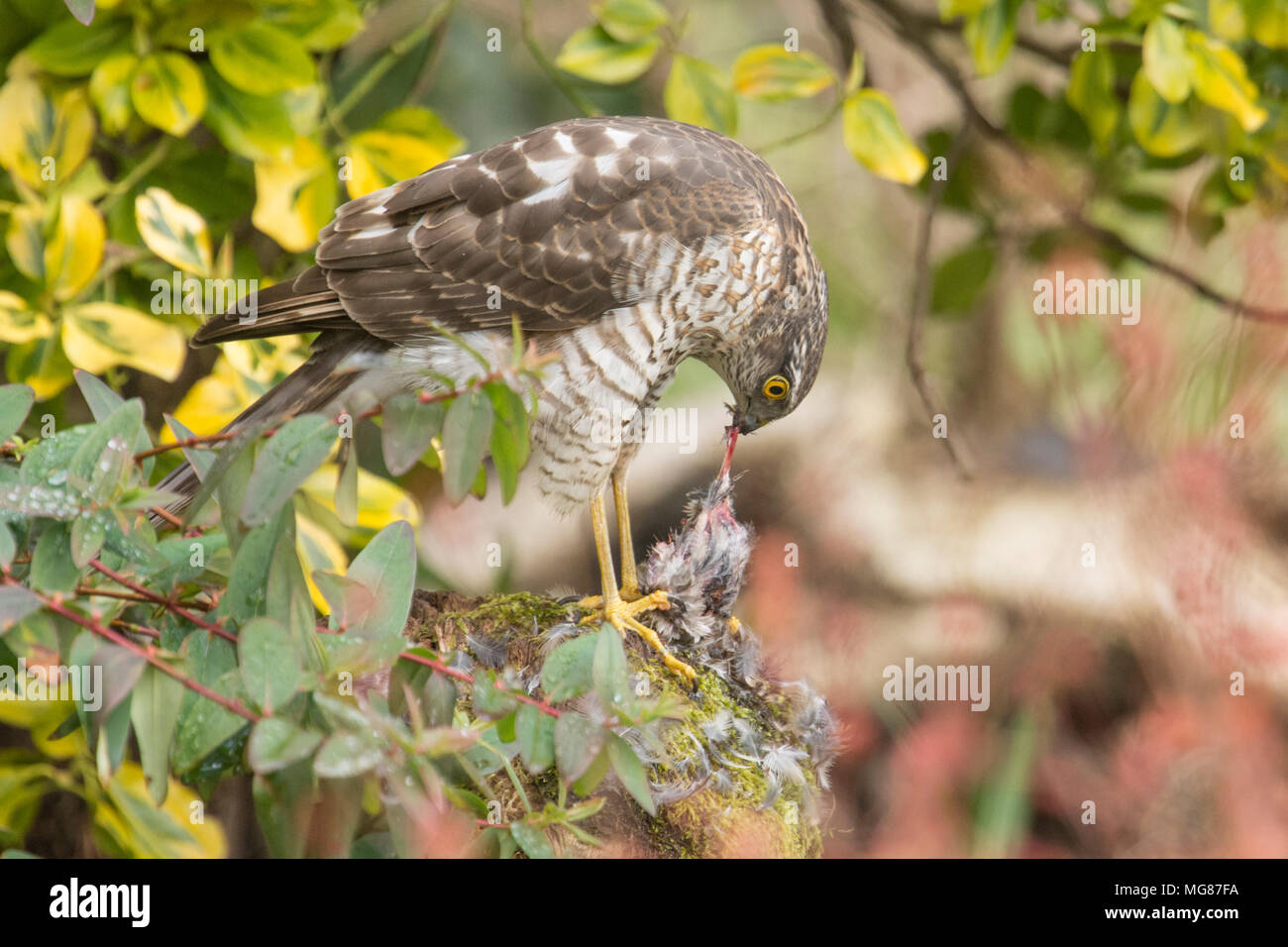 Sparviero, sparviero, Accipiter nisus, spiumatura, mangiando un passero o piccolo uccello su spiumatura post. I capretti, Marzo, Sussex, Regno Unito Foto Stock