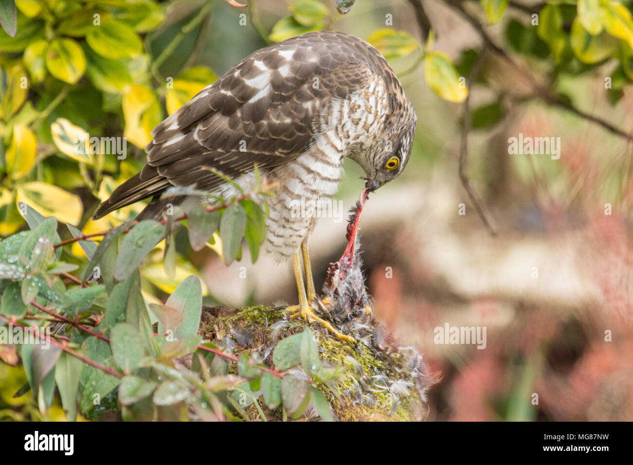Sparviero, sparviero, Accipiter nisus, spiumatura, mangiando un passero o piccolo uccello su spiumatura post. I capretti, Marzo, Sussex, Regno Unito Foto Stock