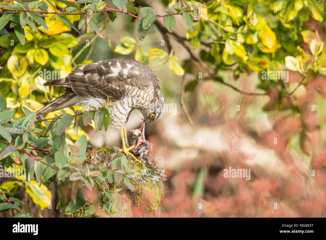 Sparviero, sparviero, Accipiter nisus, spiumatura, mangiando un passero o piccolo uccello su spiumatura post. I capretti, Marzo, Sussex, Regno Unito Foto Stock