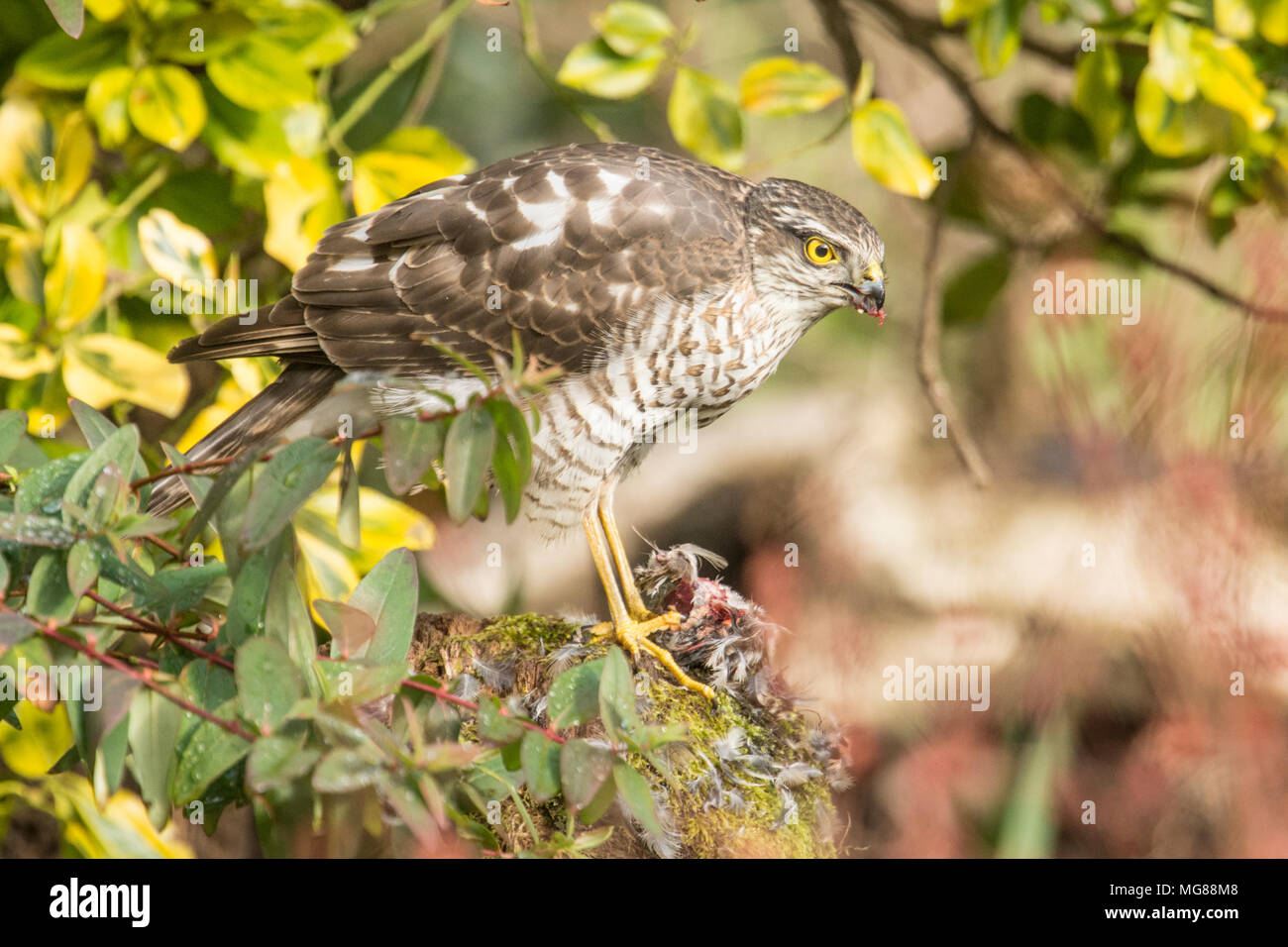Sparviero, sparviero, Accipiter nisus, spiumatura, mangiando un passero o piccolo uccello su spiumatura post. I capretti, Marzo, Sussex, Regno Unito Foto Stock