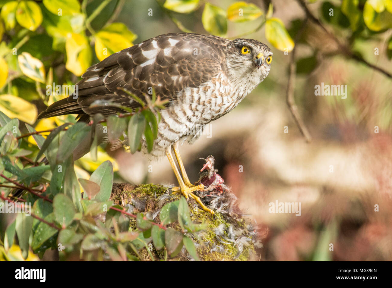 Sparviero, sparviero, Accipiter nisus, spiumatura, mangiando un passero o piccolo uccello su spiumatura post. I capretti, Marzo, Sussex, Regno Unito Foto Stock