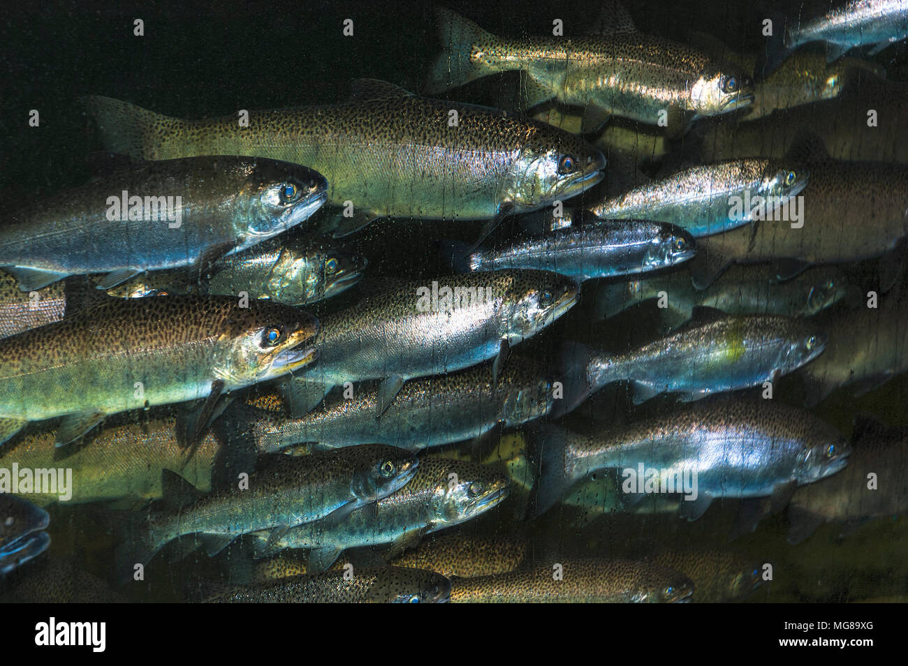 Scuola di pesce nuotare passato una finestra di osservazione Foto Stock