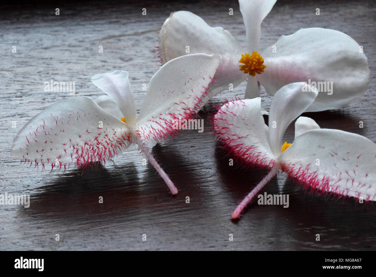 fiori di Begonia Foto Stock