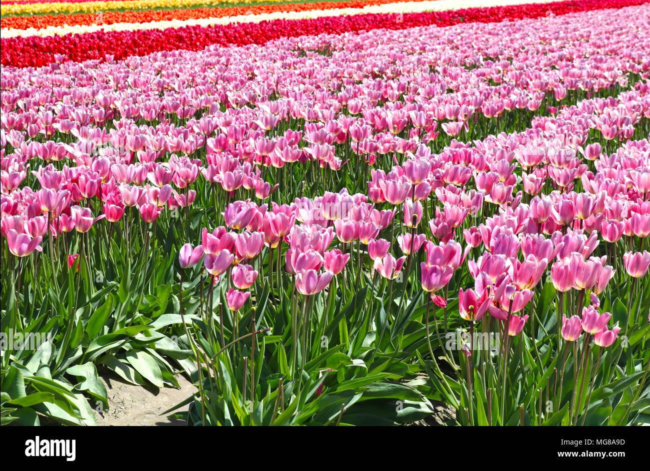 Righe di bellissimi tulipani in primavera presso la Skagit Valley Tulip Festival in Mount Vernon, Washington. Foto Stock