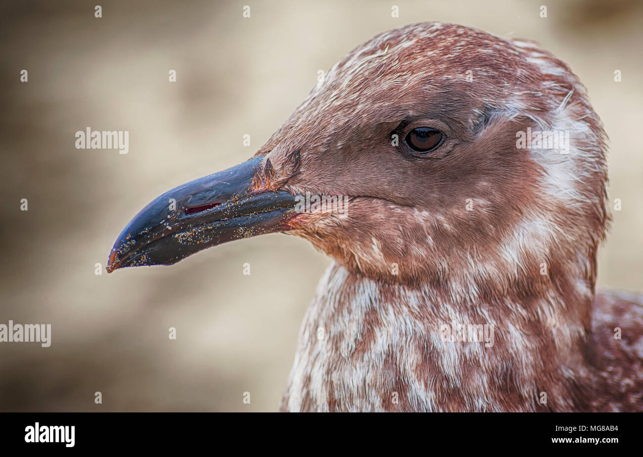 Un giovane seagull comporta per il suo mug shot. Ci vogliono quattro anni per un gabbiano del Pacifico a maturare in un adulto quando il suo piumaggio cambierà da chiazzato brow Foto Stock