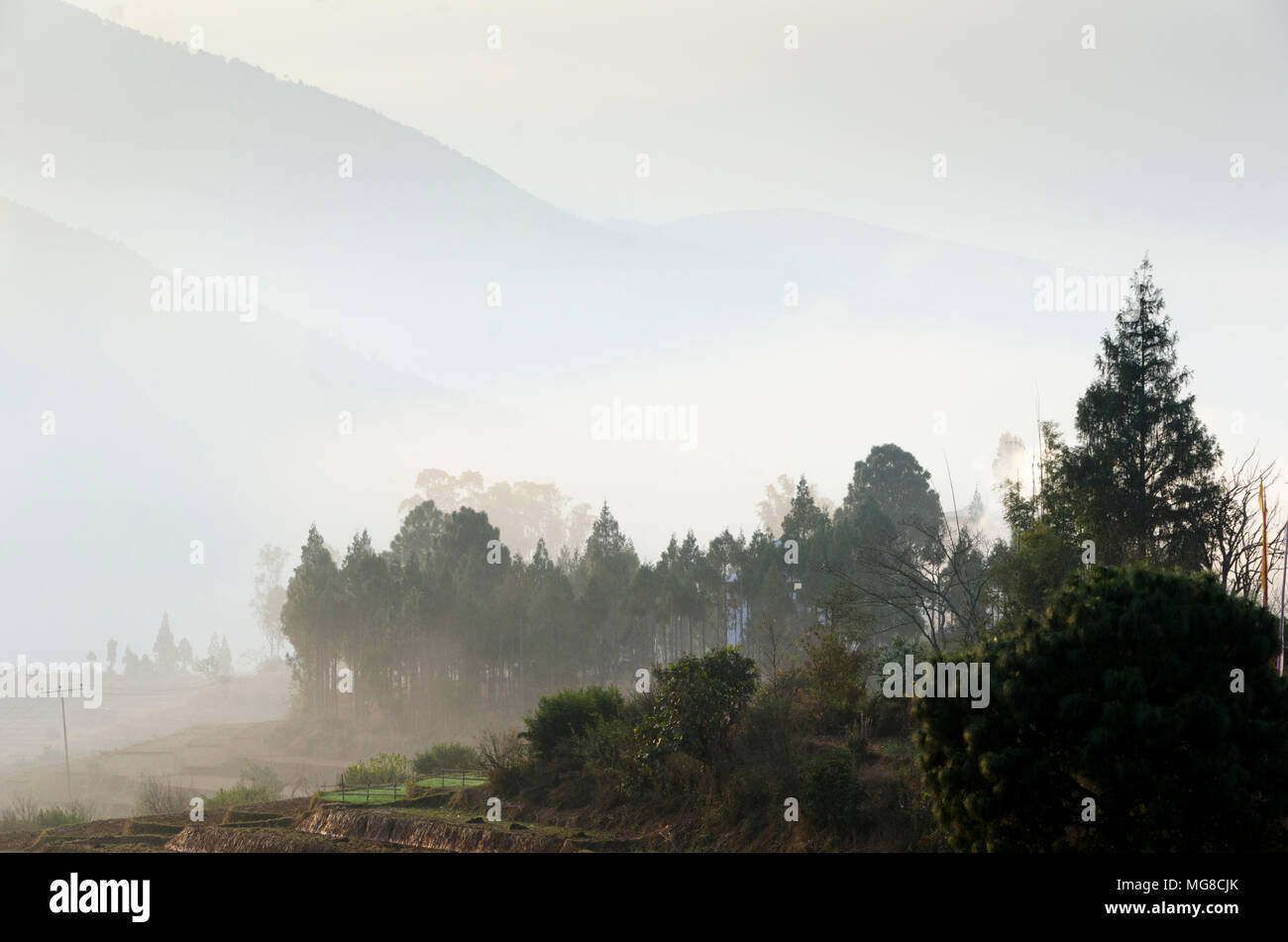 Misty Hills e alberi, Punakha, Bhutan Foto Stock