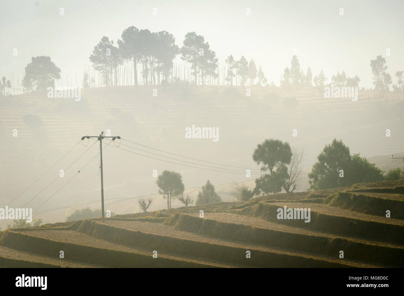 Misty Alberi e colline, Punakha, Bhutan Foto Stock
