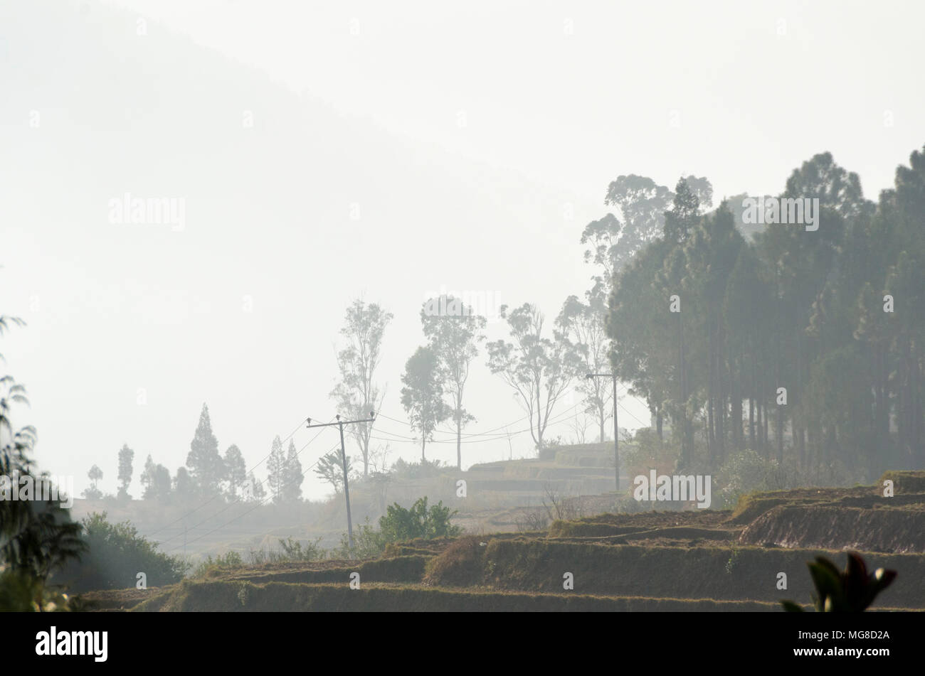 Misty Alberi e colline, Punakha, Bhutan Foto Stock