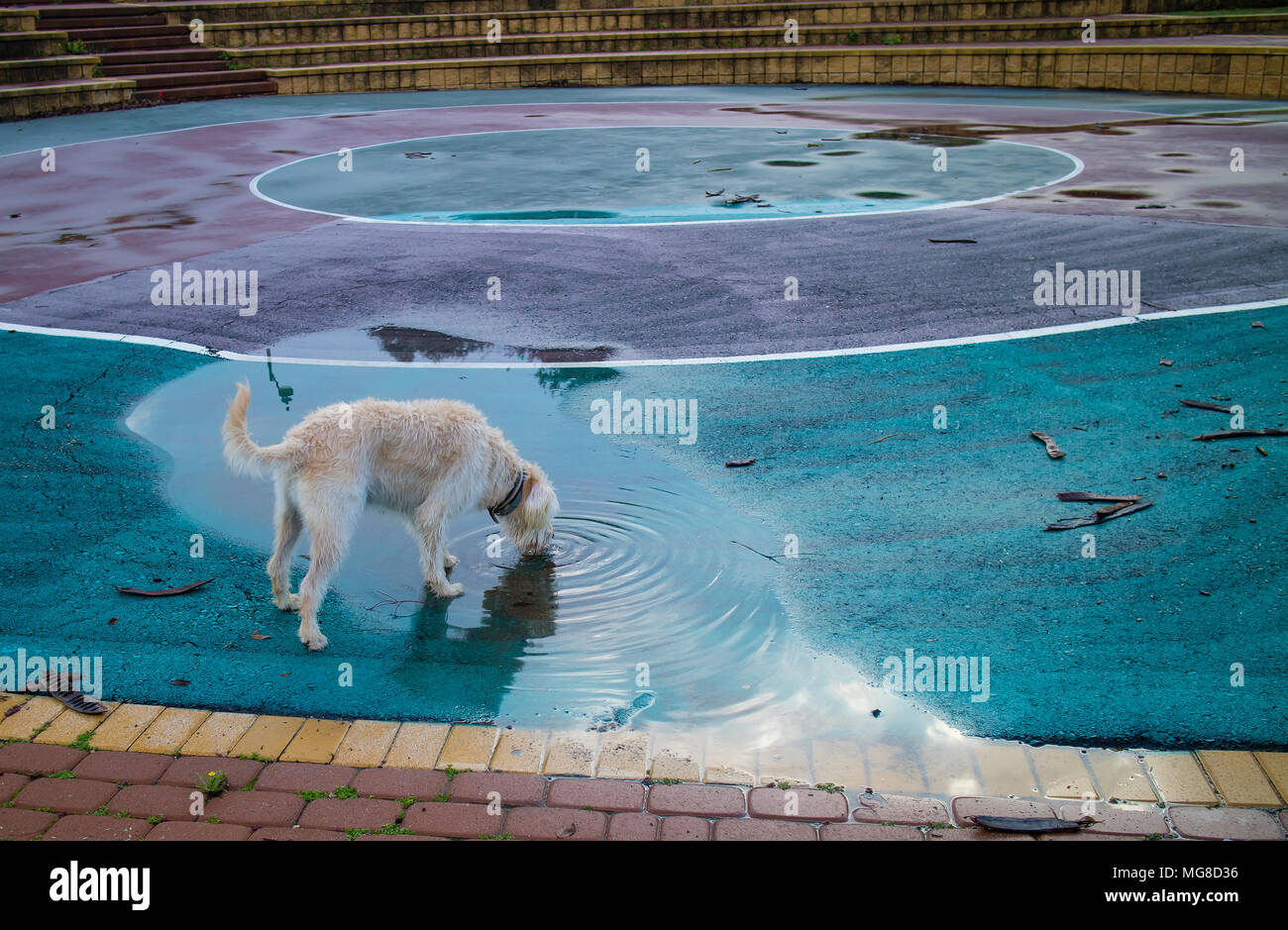 Un cane di bere acqua di pioggia in un skate park Foto Stock