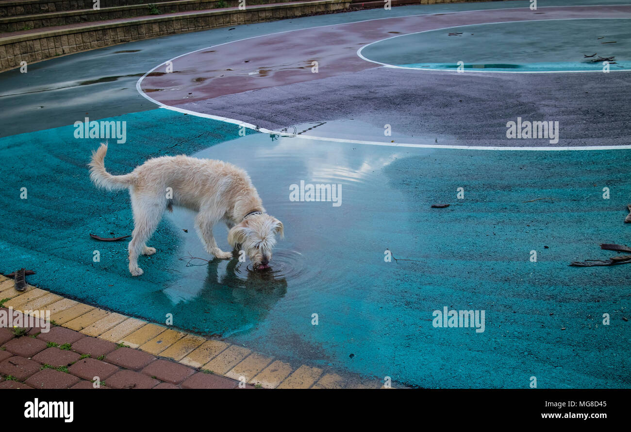 Un cane di bere acqua di pioggia in un abbandonato skate park Foto Stock