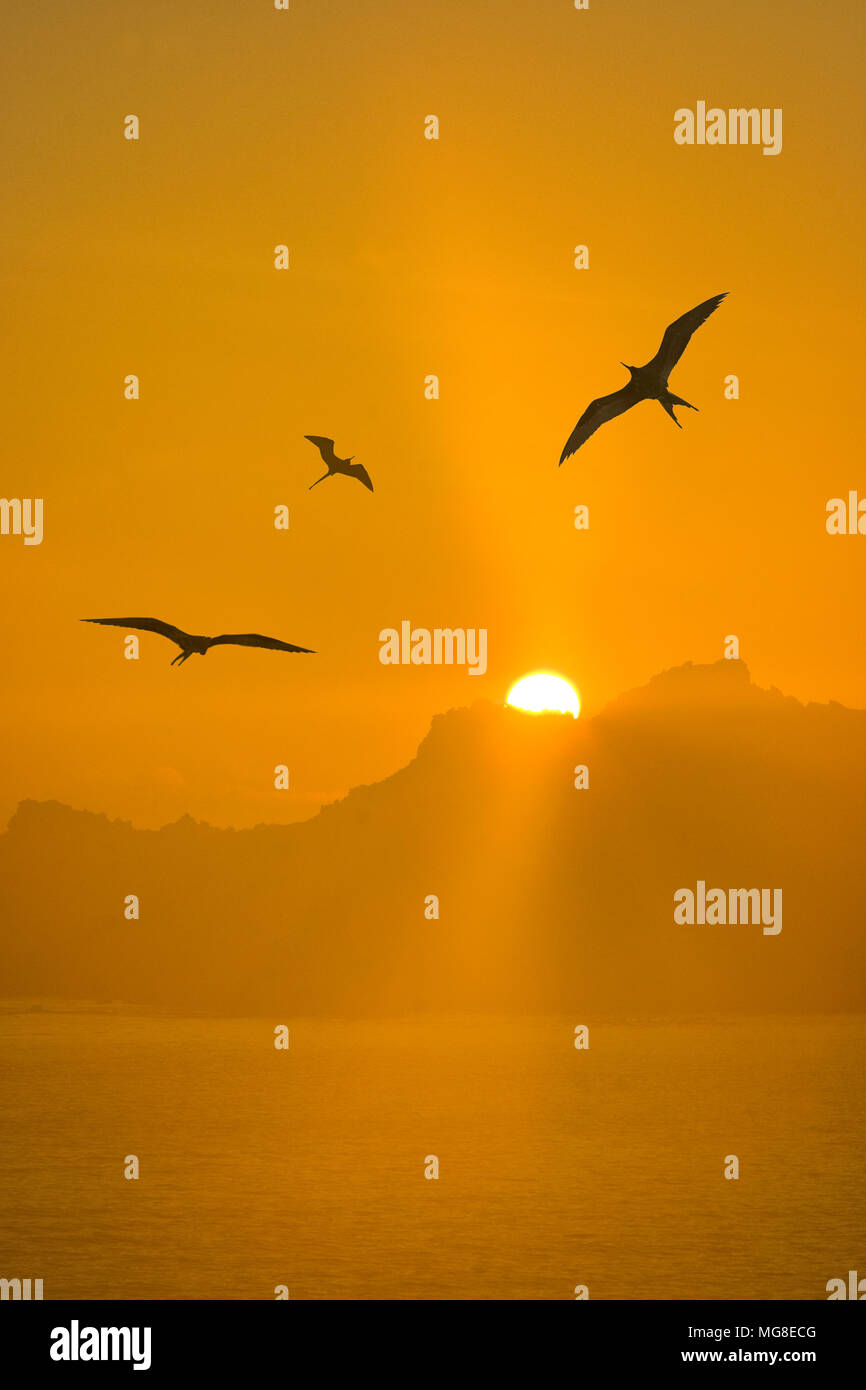 Le fregate, sunrise a Bartolome Island, Isole Galapagos Arca nazionali, Ecuador. Foto Stock