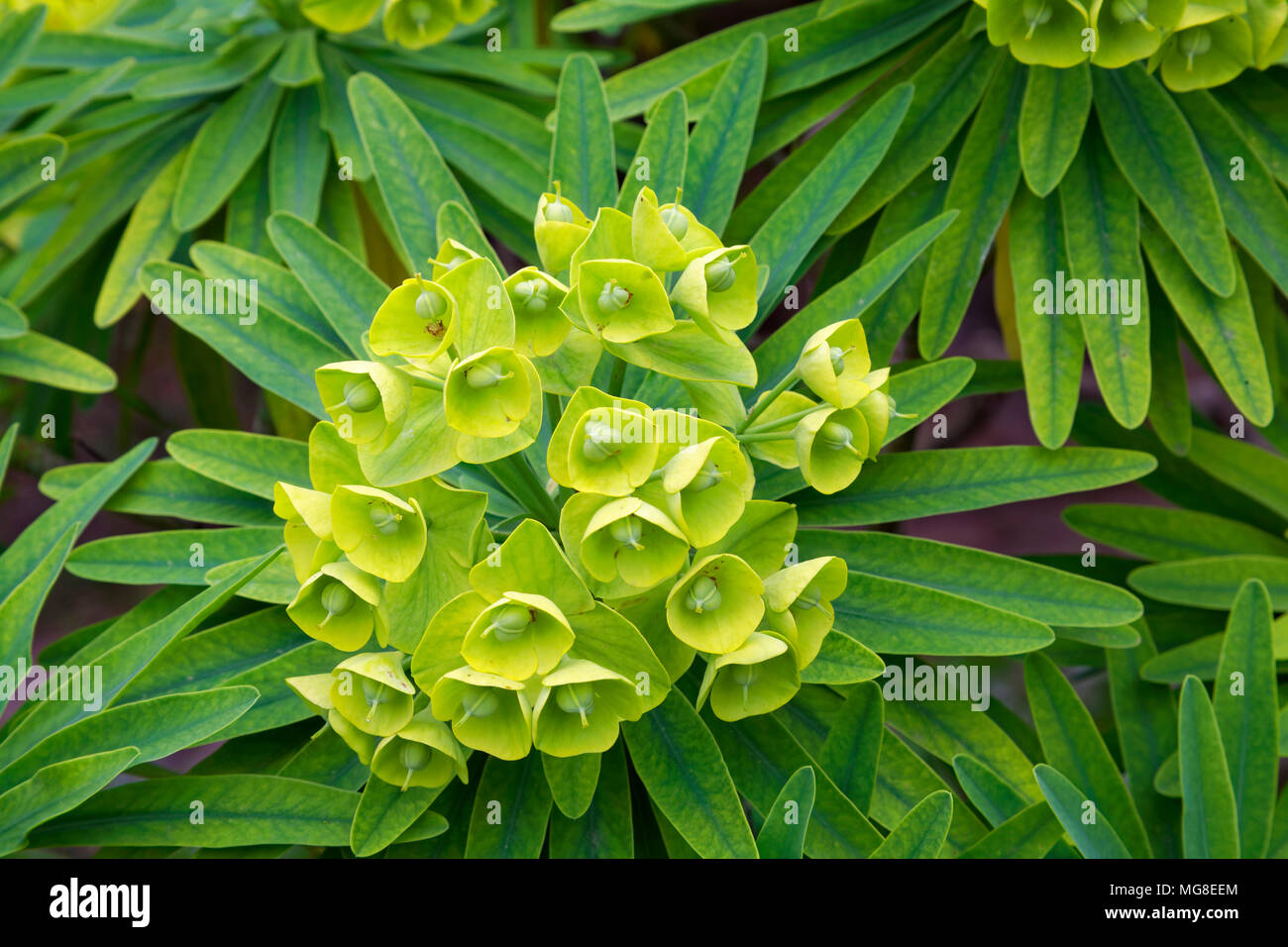 Infiorescenza su un albero, Euphorbie (Euphorbia bourgeauana), Giardino Botanico, Sóller, Serra de Tramuntana di Maiorca Foto Stock