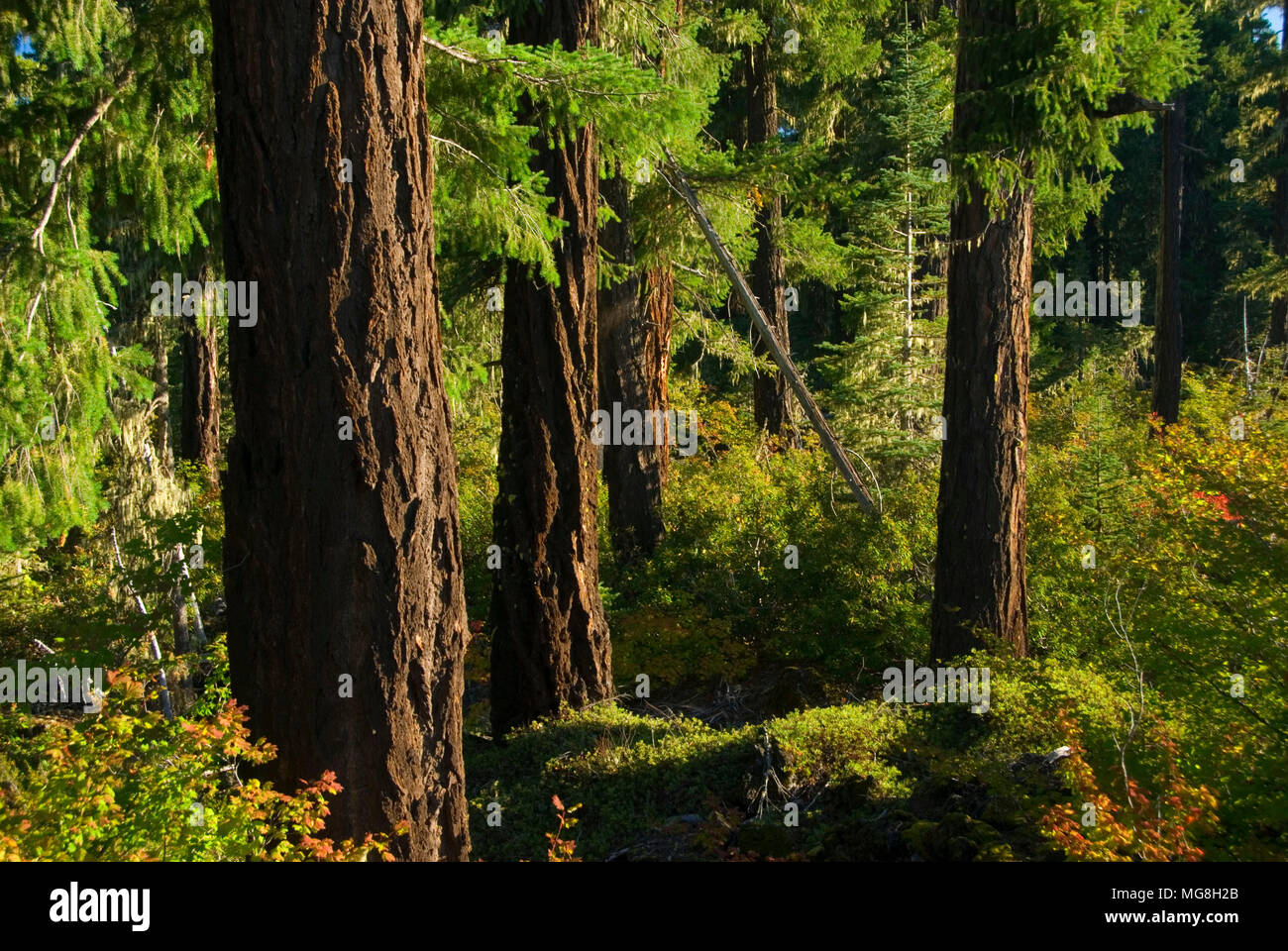 Douglas firs, oltre il fiume e attraverso i boschi Scenic Byway, Willamette National Forest, Oregon Foto Stock