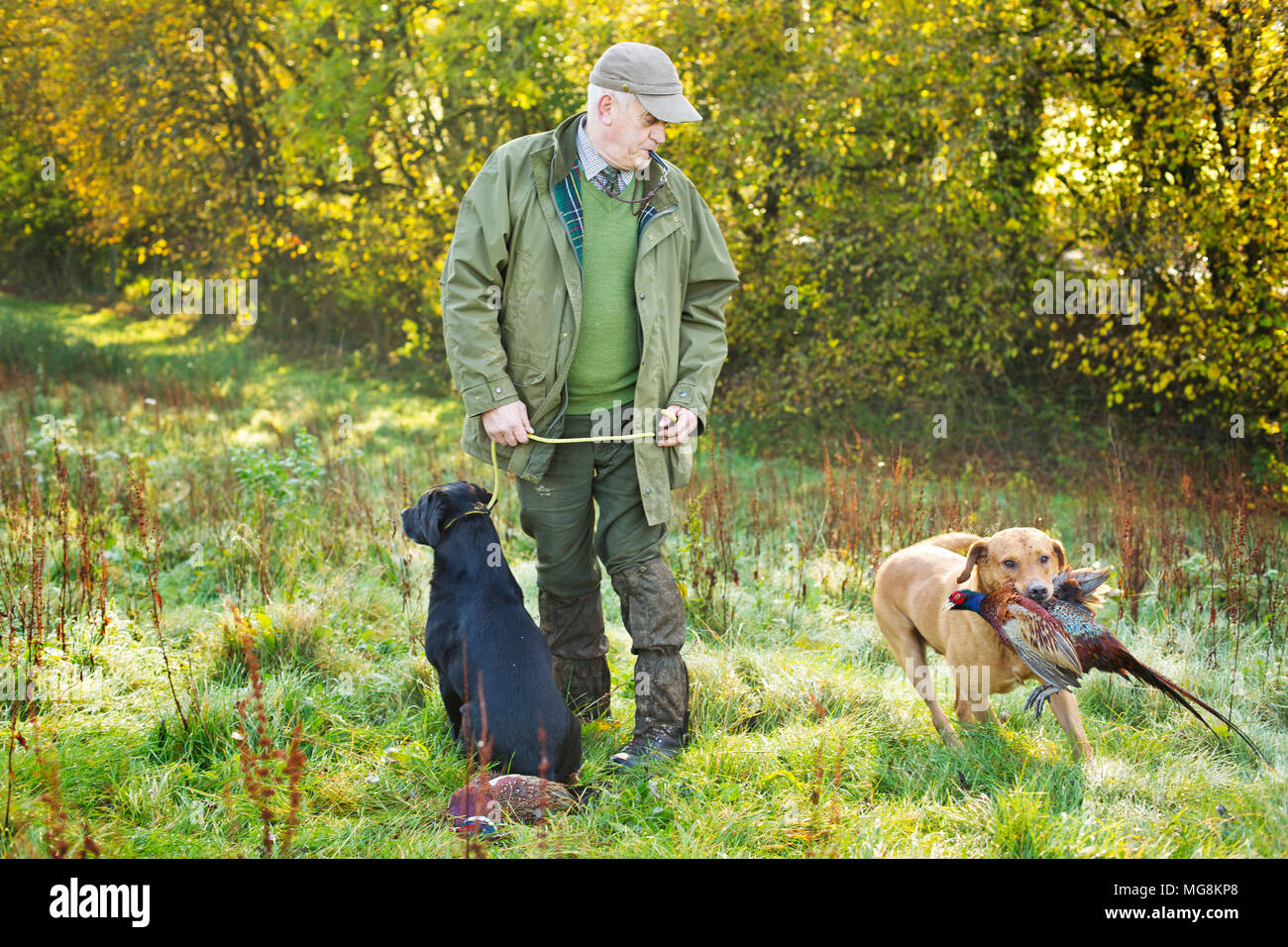 Un cane da recupero di un fagiano a un gioco spara in Devon UK Foto Stock