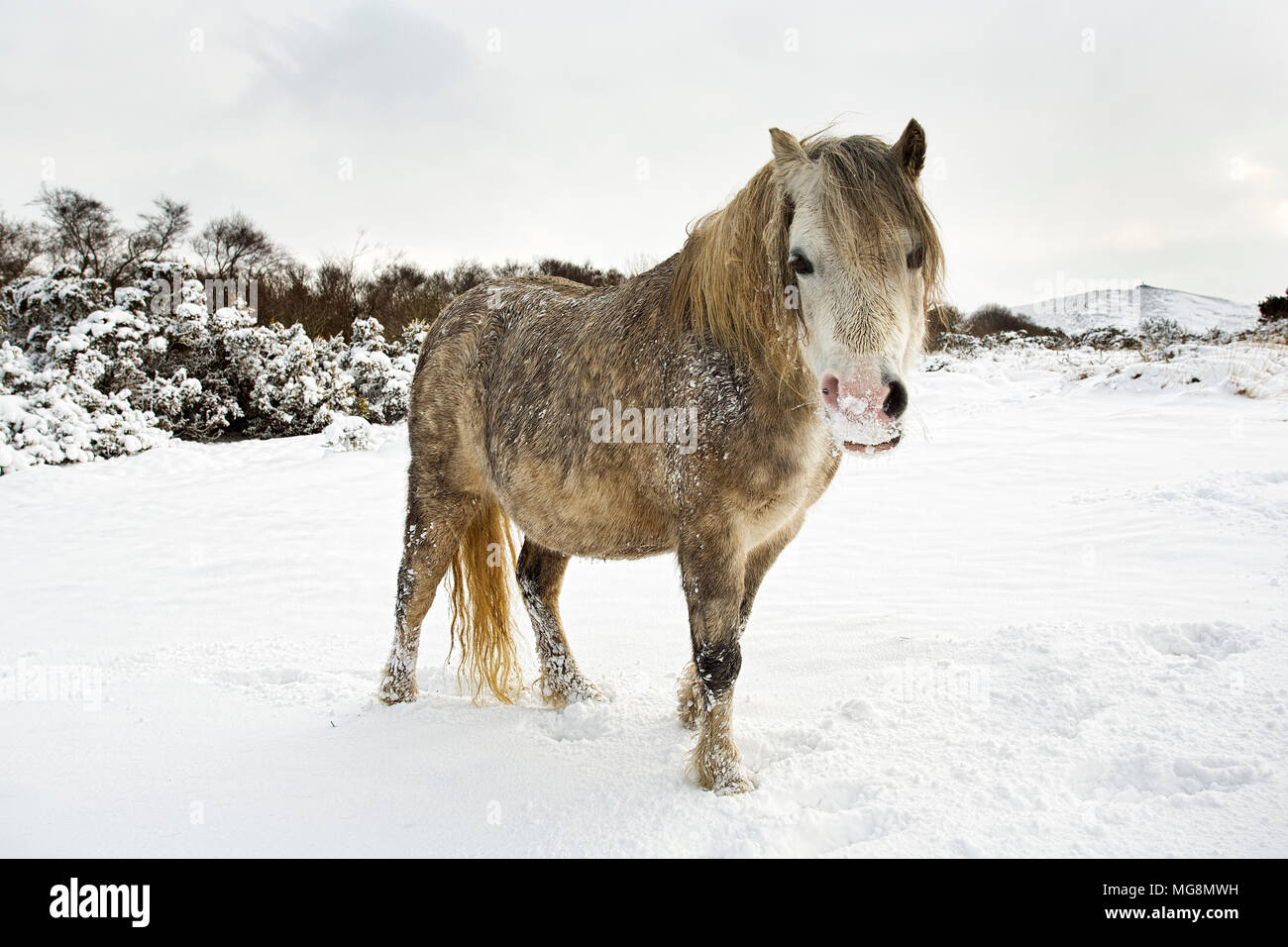 Un pony nella neve su Dartmoor,UK Foto Stock