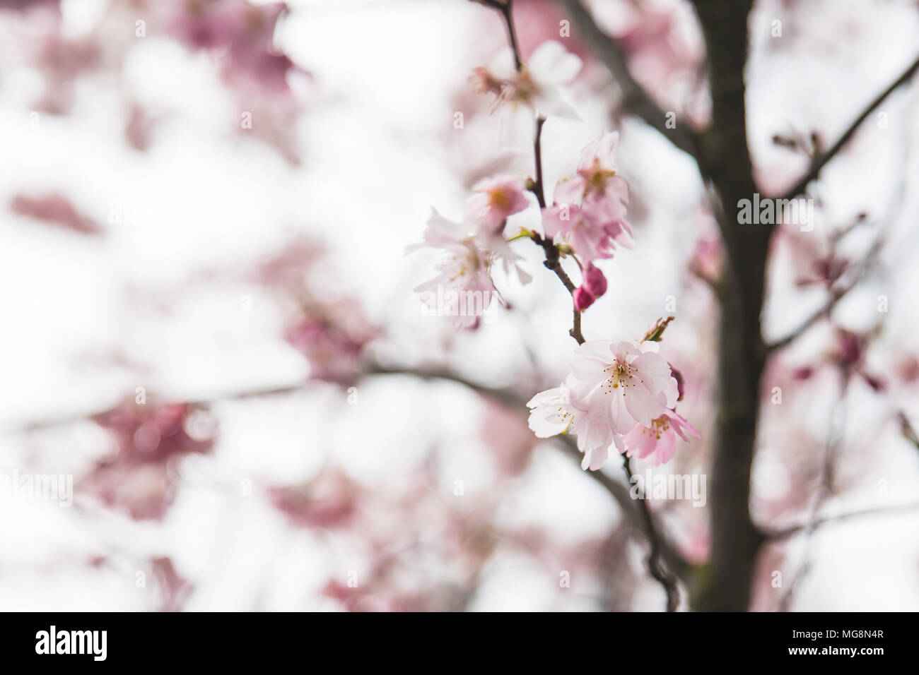 La molla fiori ciliegio (Prunus subhirtella) presso il centro cittadino di Bruxelles Belgio Foto Stock