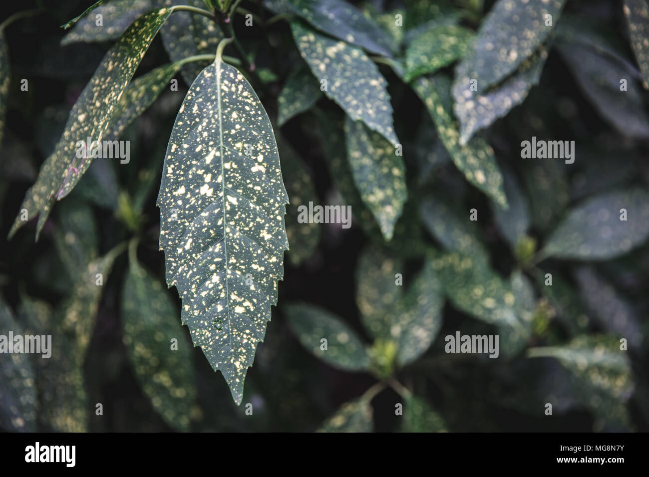 Giallo Verde macchiato di alloro (Aucuba Japonica) fogliame a Bruxelles Belgio Foto Stock