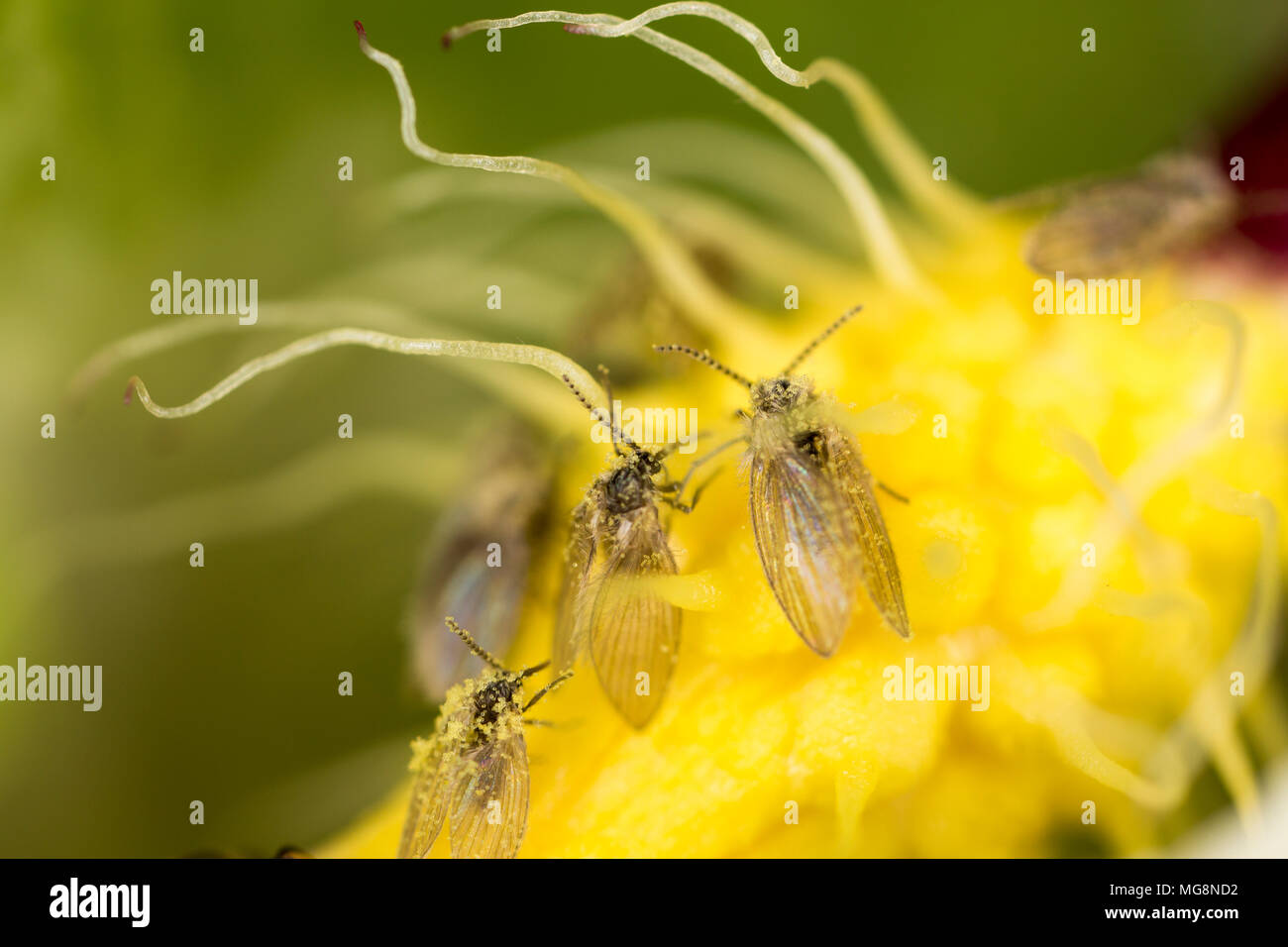 OWL Midge Regno Unito Foto Stock