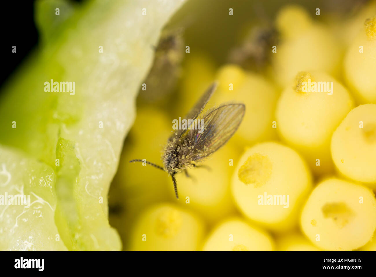 OWL Midge Regno Unito Foto Stock