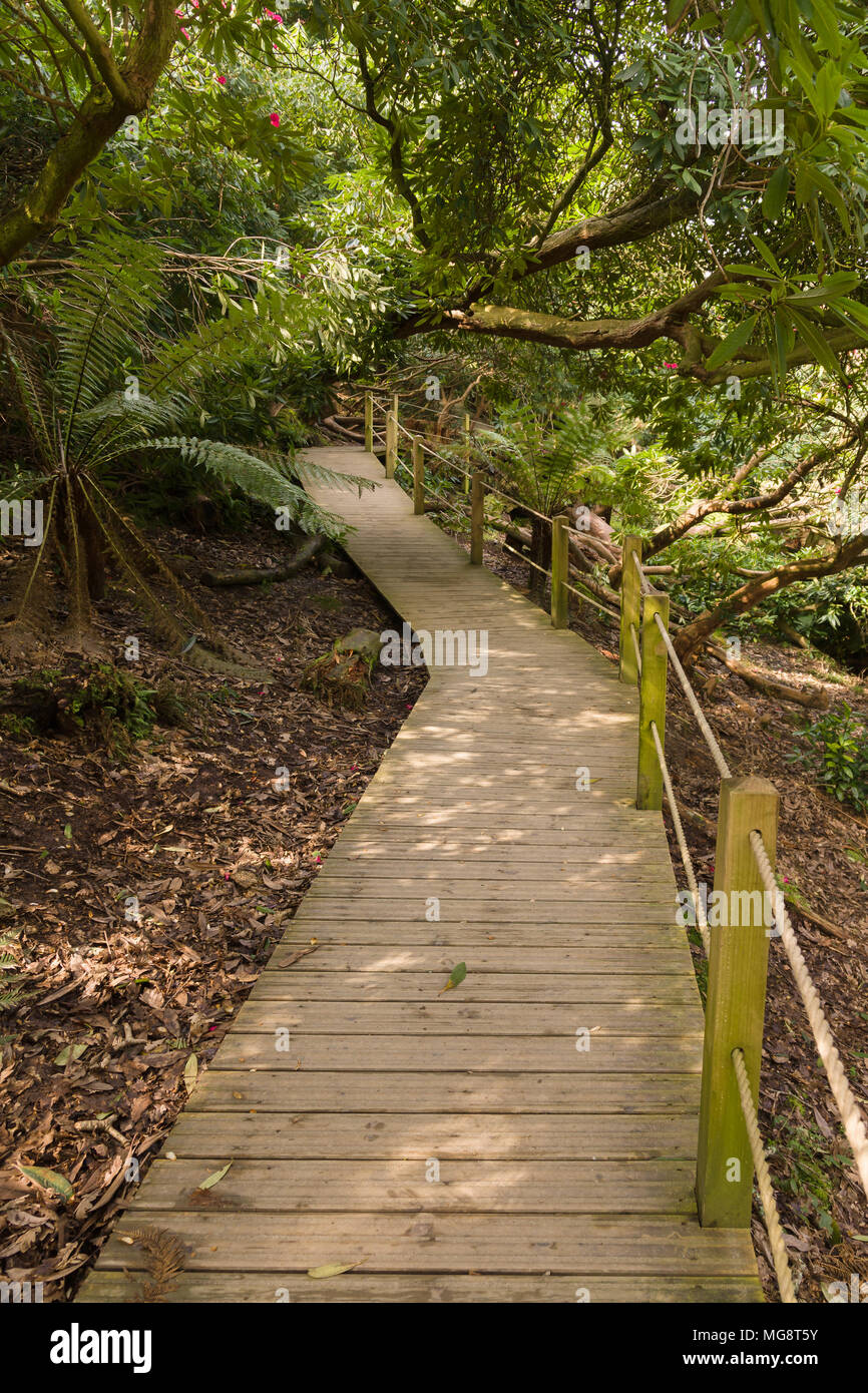 Il Jungle Board walk in Lost Gardens of Heligan Cornovaglia Foto Stock