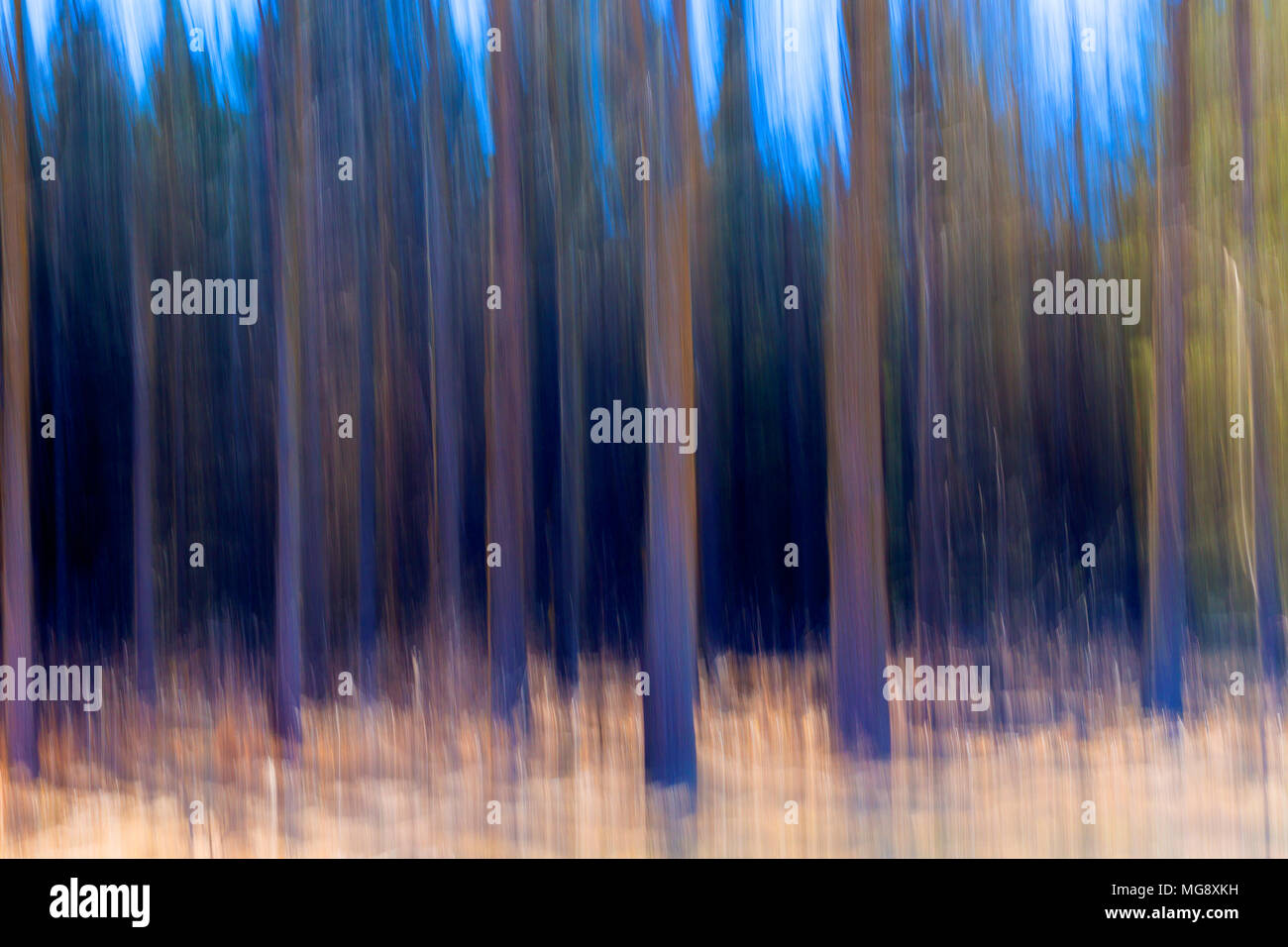 Abstract motion sfocato di alberi nella foresta. Foto Stock