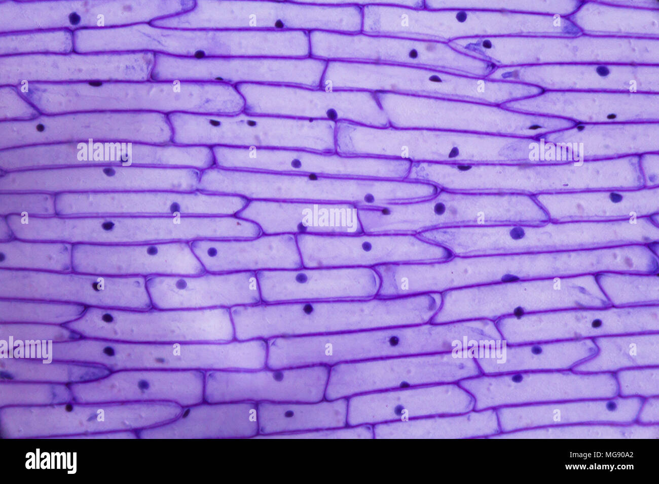 Cellula vegetale di cipolla immagini e fotografie stock ad alta risoluzione Alamy