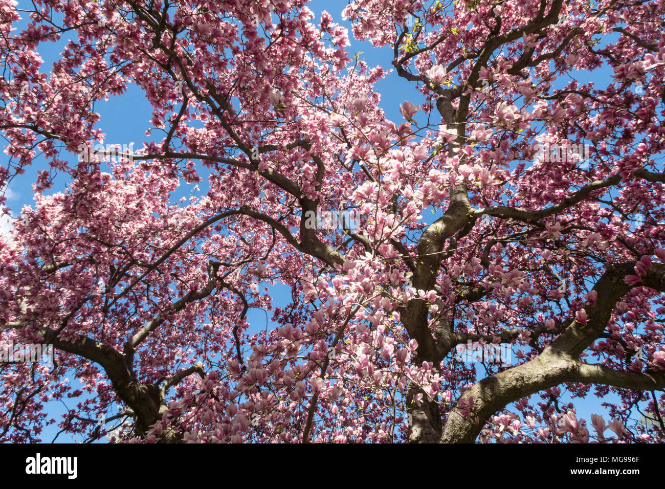 Splendida fioritura degli alberi di Magnolia in Central Park, New York, Stati Uniti d'America Foto Stock