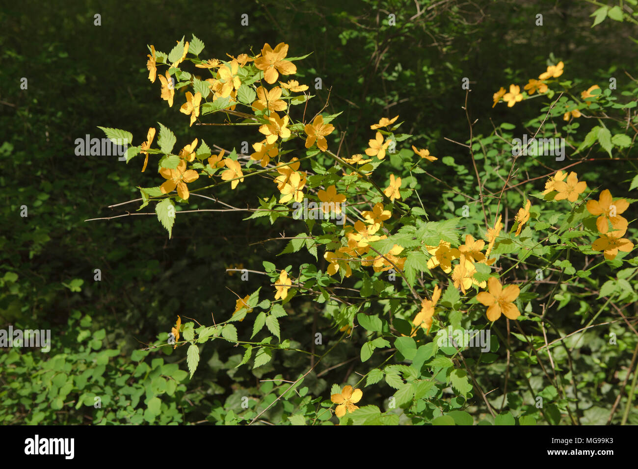 Fiori gialli sui ramoscelli close up Foto Stock