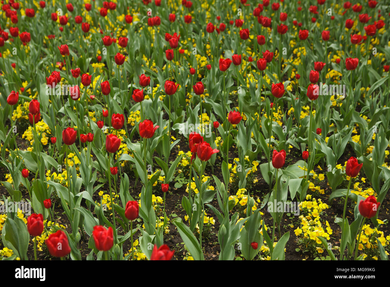 Campo di tulipani in un parco della città Foto Stock