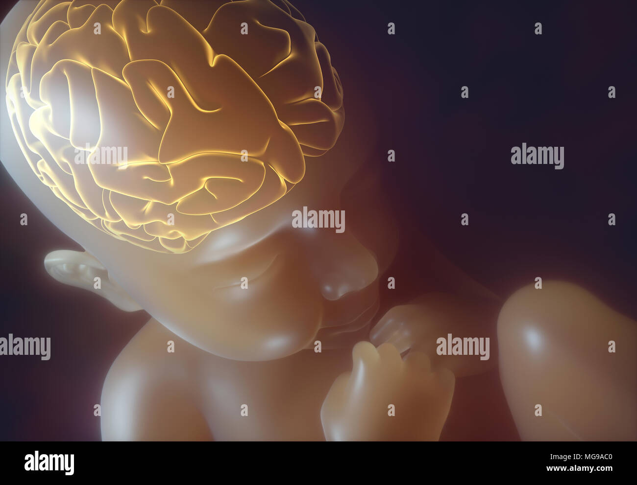 Baby's cervello come cresce all'interno del grembo materno, illustrazione. Foto Stock