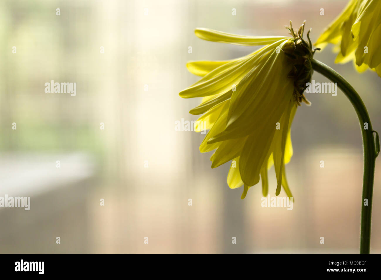Vista laterale del giallo appassito daisy Foto Stock