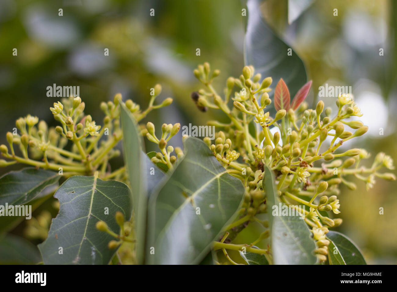 Gli avocado in fiore al tempo di impollinazione. Foto Stock