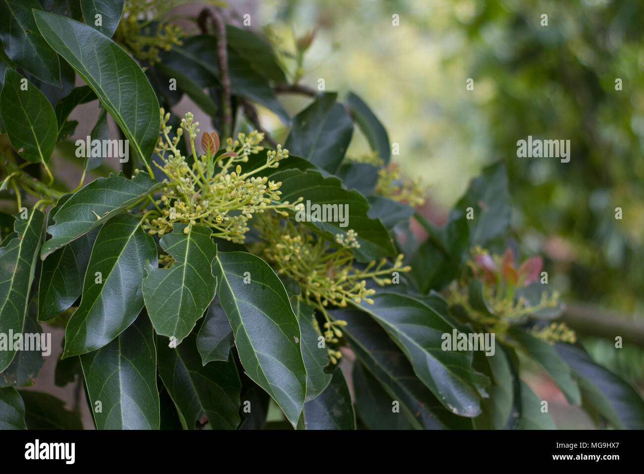 Gli avocado in fiore al tempo di impollinazione. Foto Stock