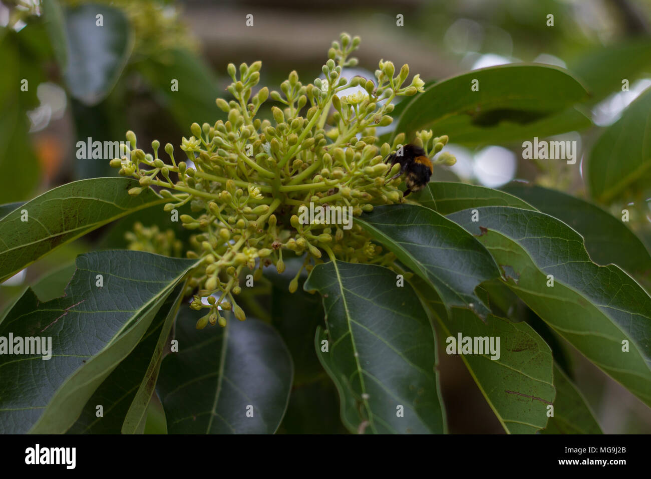 Gli avocado in fiore al tempo di impollinazione. Foto Stock