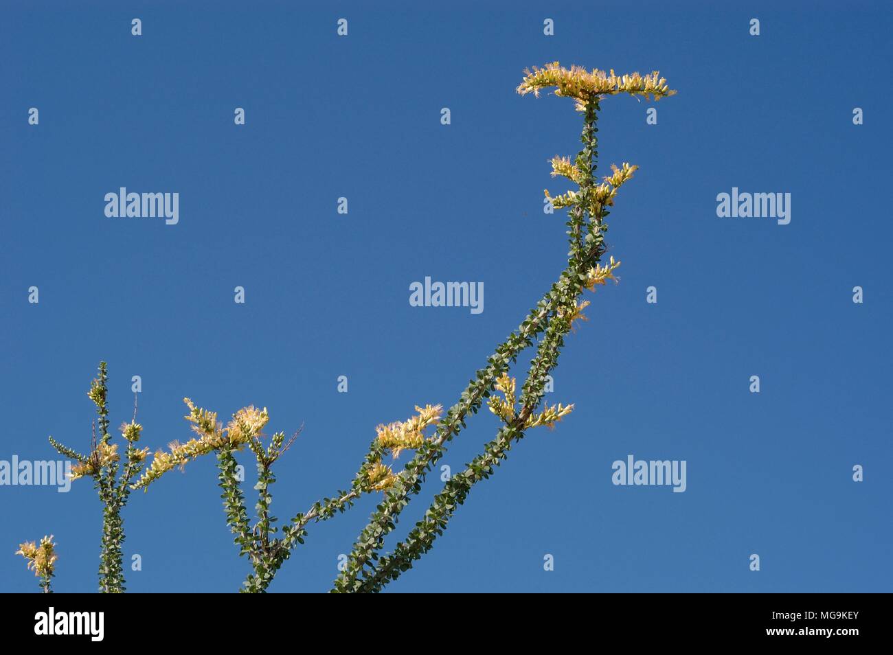 Giallo, Ocotillo Fourquieria splendens, Anza-Borrego Desert State Park, CA 040313 0567 Foto Stock
