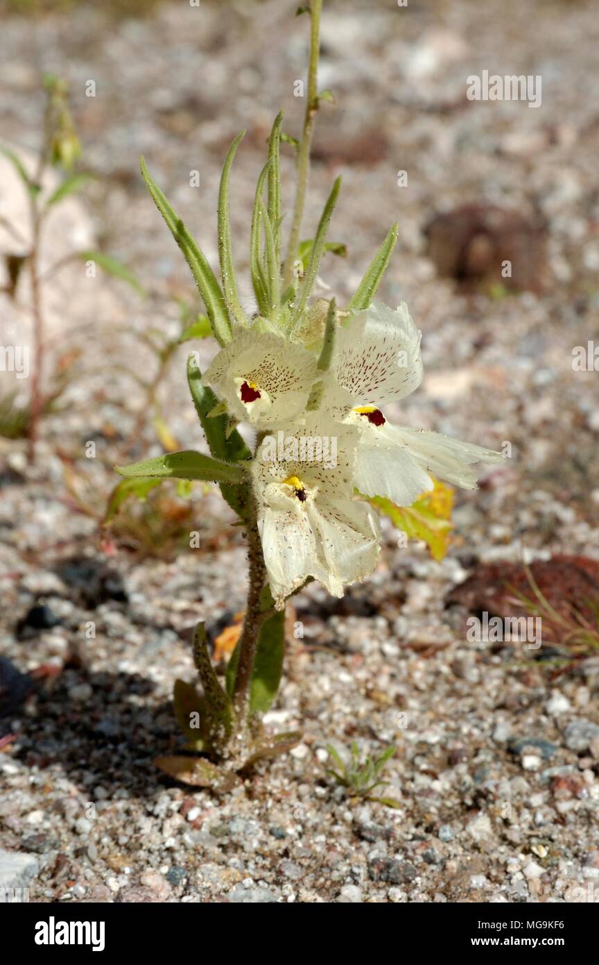Anza Borrego: falco Canyon, Ghost flower Mohavea confertiflora, Anza-Borrego Desert State Park, California 050212 2094 Foto Stock