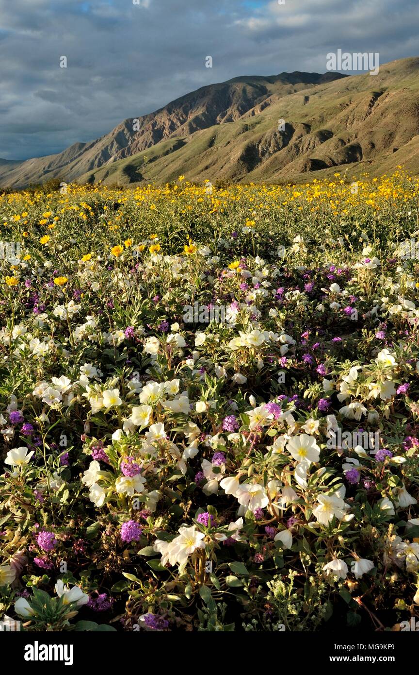 Anza Borrego: Henderson Canyon Rd., Dune enotera oenothera deltoides, Desert sun flower Gerea canescens, sabbia verbena Abronia villosa, Foto Stock