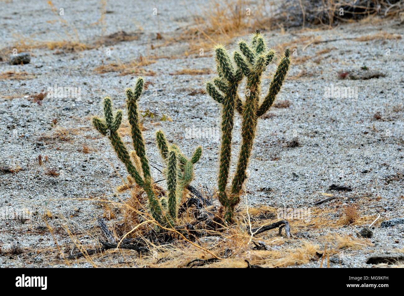 Cactus, Gander's Cholla, Cylindropuntia ganderi Cactaceae, Glorietta Canyon, Anza-Borrego Desert State Park, California 180313 73510 Foto Stock