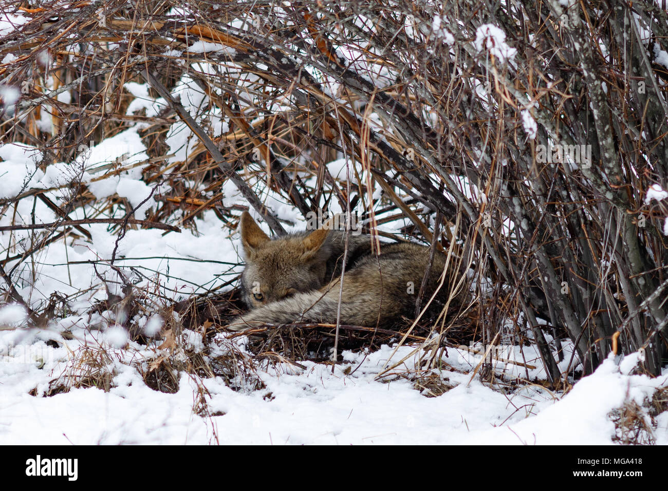 Coyote riposo sotto un cespuglio nella neve in valle di Yosemite. In California, del Parco Nazionale Yosemite, inverno Foto Stock