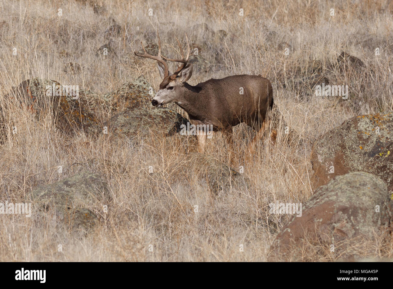 Mule Deer buck. California, Tulelake, Tule Lake National Wildlife Refuge, inverno Foto Stock