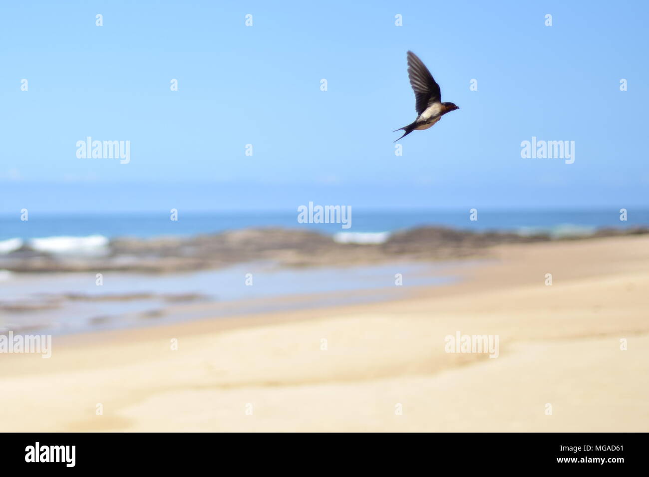 Volo di uccello sulla spiaggia, bassa apertura shot con riva sfocata in background. Foto Stock