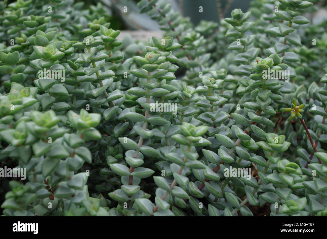 Crescono piante succulente Foto Stock