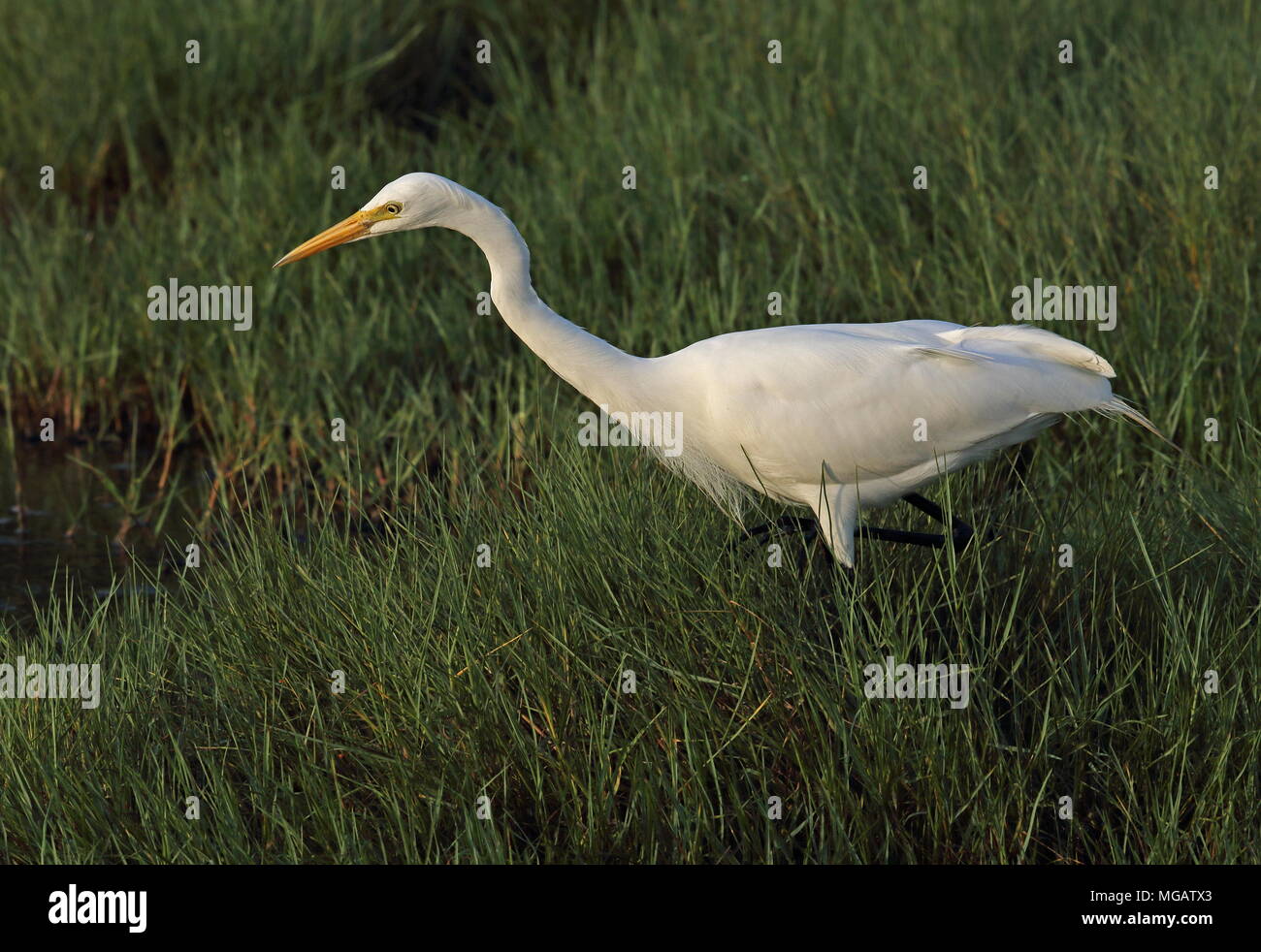 Grande Airone bianco (Ardea alba modesta) adulto caccia a bordo della palude occidentale di Taiwan Aprile Foto Stock