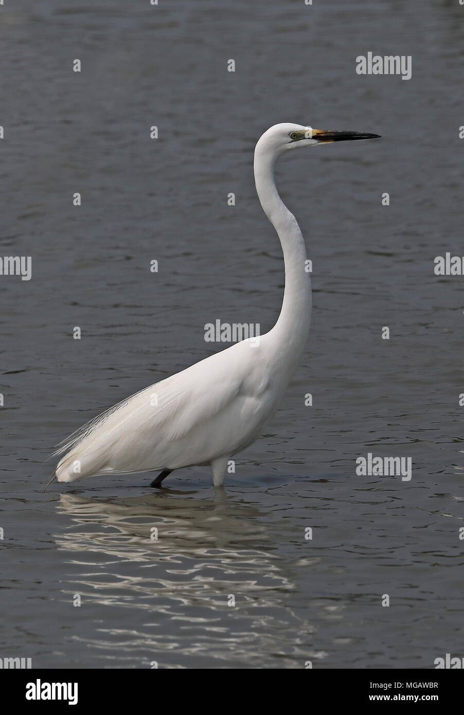 Grande Airone bianco (Ardea alba modesta) adulto in allevamento del piumaggio in piedi in acqua occidentale di Taiwan Aprile Foto Stock