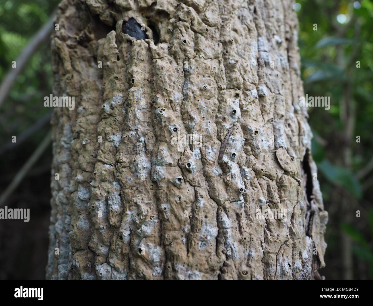 Cordyline australis di corteccia di albero da vicino Foto Stock