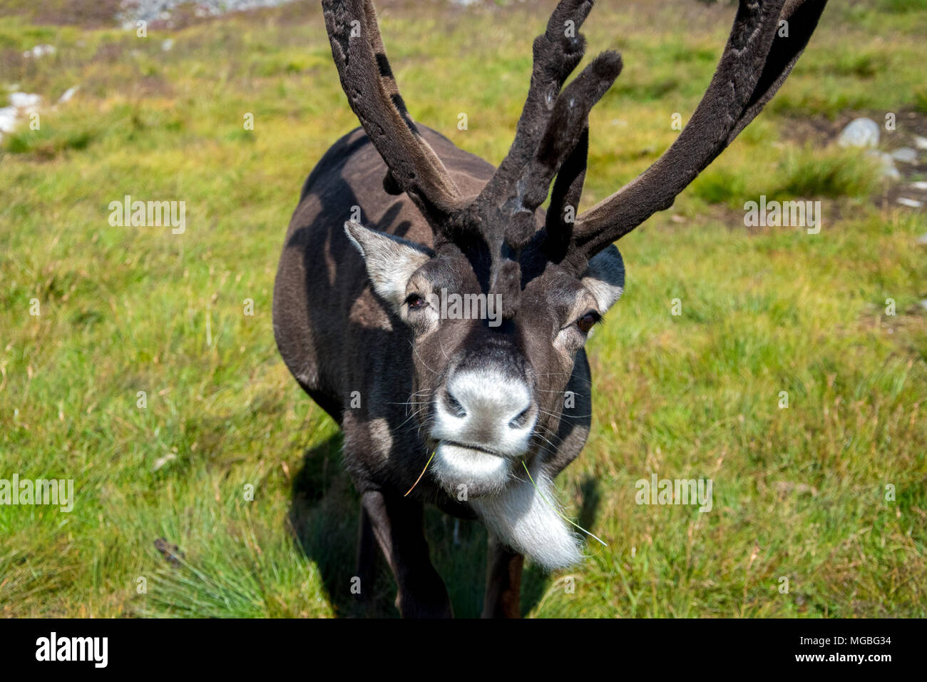 La renna in Scozia Foto Stock